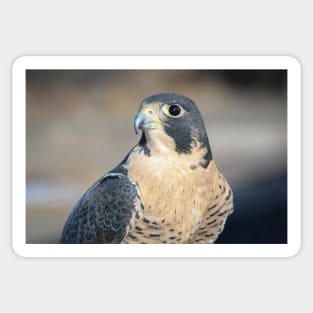 Peregrine Falcon Sticker